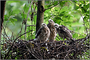 drei kleine Sperber... Jungsperber *Accipiter nisus*