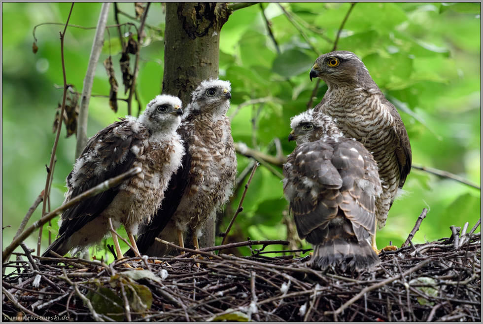 aus grün wird irgendwann gelb... Sperber *Accipiter nisus*