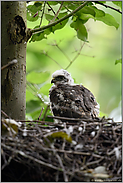 Sperberküken... Sperber *Accipiter nisus*