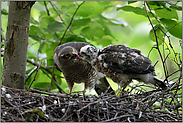 in schnabelgerechten Häppchen... Sperber *Accipiter nisus*