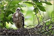 der kleinste und vermutlich jüngste... Jungsperber *Accipiter nisus*