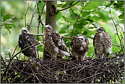 vier auf dem Horst... Sperber *Accipiter nisus*