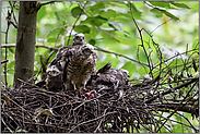 Gedränge... Jungsperber *Accipiter nisus*