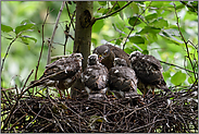 der Reihe nach... Sperber *Accipiter nisus*