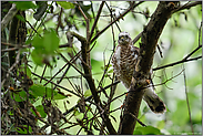 erfolgreich ausgeflogen... Sperber *Accipiter nisus*