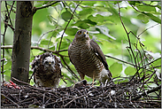 gespannt beobachtend... Sperber *Accipiter nisus*