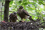 abgelenkt... Sperber *Accipiter nisus*