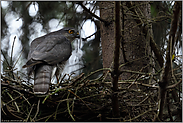 auf dem Horstrand... Sperber *Accipiter nisus*