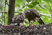 es wird immer noch gefüttert... Sperber *Accipiter nisus*