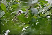 erste Ausflüge... Sperber *Accipiter nisus*