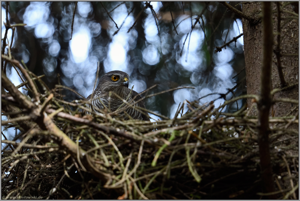 Sperberaugen... Sperber *Accipiter nisus*