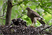 Heißhunger... Sperber *Accipiter nisus*