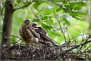 gemeinsamer Blick zurück... Jungsperber *Accipiter nisus*