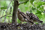 kritische Blicke... Jungsperber *Accipiter nisus*