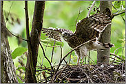 so groß bin ich... Sperber *Accipiter nisus*