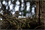 zurück am Horst... Sperber *Accipiter nisus*