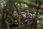 im Kiefernhorst... Jungsperber *Accipiter nisus*