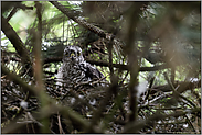 gut verborgen... Jungsperber *Accipiter nisus*