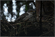 zusammengekauert im Ragen... Sperber *Accipiter nisus*