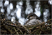 auf dem Horst... Sperber *Accipiter nisus*