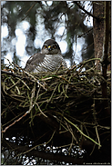 hoch auf dem Nest... Sperber *Accipiter nisus*