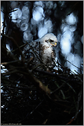 Jungvogel am Nestrand... Sperber *Accipiter nisus*