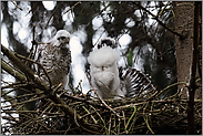 Schwänzchen in die Höh'... Sperber *Accipiter nisus*