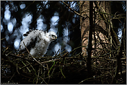 im Spiel von Licht und Schatten... Sperbernestling *Accipiter nisus*