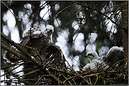 gemeinsames Aufbautraining... Sperber *Accipiter nisus*