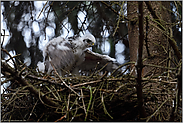 flügelschlagend... Sperber *Accipiter nisus*