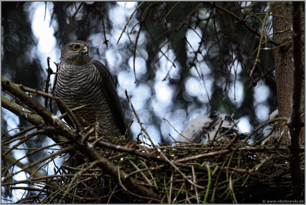 scharfer Blick... Sperber *Accipiter nisus*