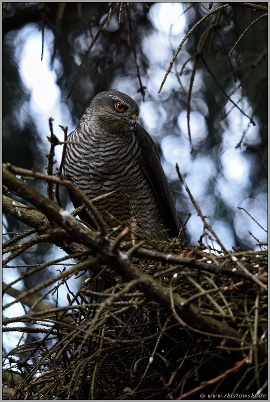 schnittiger Vogel... Sperber *Accipiter nisus*