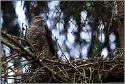 hochkonzentriert... Sperber *Accipiter nisus*