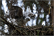 Flugübungen... Sperber *Accipiter nisus*