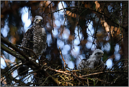 Ästling... Sperber *Accipiter nisus*