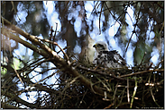 psychadelische Lichtverhältnisse... Sperber *Accipiter nisus*