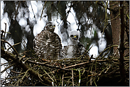 zurück im Sperberhorst... Sperber *Accipiter nisus*