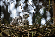 Sperbernachwuchs... Sperber *Accipiter nisus*