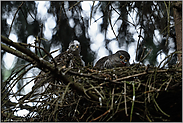 Fütterung am Fichtenhorst... Sperber *Accipiter nisus*