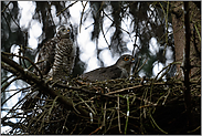 gemeinsam aufmerksam... Sperber *Accipiter nisus*