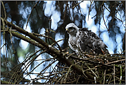 auf der Horstkante... Sperber *Accipiter nisus*