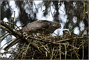 während der Fütterung... Sperber *Accipiter nisus*