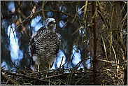 ein kritischer Blick... Sperber *Accipiter nisus*