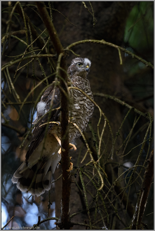 junger Terzel... Sperber *Accipiter nisus*