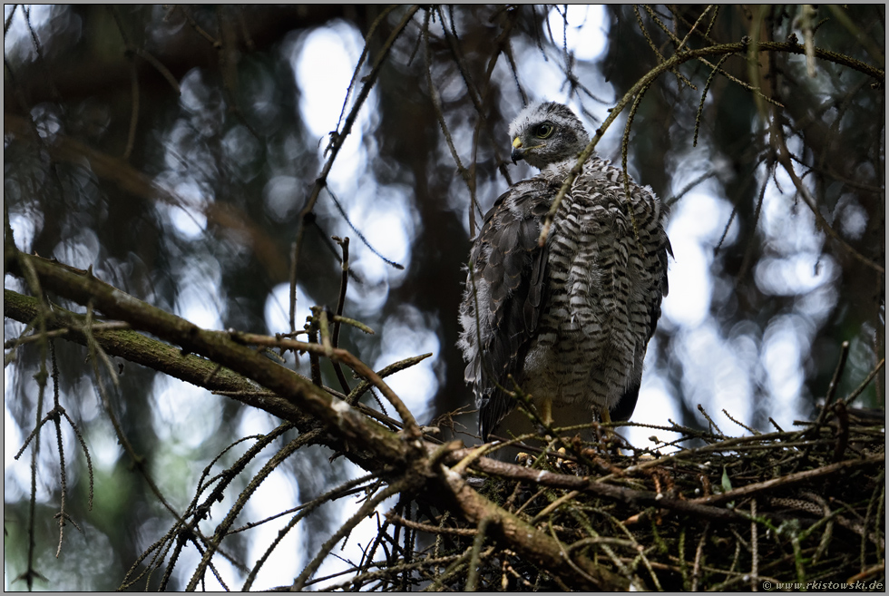 junges Weibchen... Jungsperber *