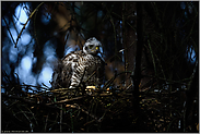 wunderbares Licht... Sperber *Accipiter nisus*