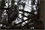 ihr erster Ausflug... Sperber *Accipiter nisus*