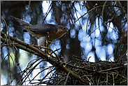 auf dem Absprung... Sperber *Accipiter nisus*