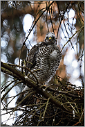 spätes Licht... Jungsperber *Accipiter nisus*