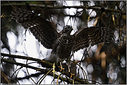 fertig für ein neues Leben... Sperber *Accipiter nisus*